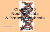 Chapter 10 Nucleic Acids & Protein Synthesis