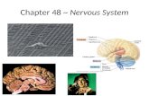 Chapter 48 ~  Nervous System