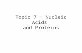 Topic 7 : Nucleic Acids  and Proteins