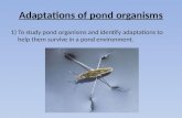 Adaptations of pond organisms
