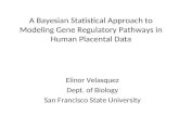 A Bayesian Statistical Approach to Modeling Gene Regulatory Pathways in Human Placental Data