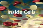 Inside Cells