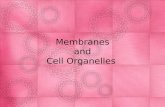 Membranes and Cell Organelles