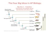 The Four Big Ideas in AP Biology: