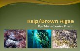 Kelp/Brown Algae