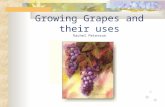 Growing Grapes and their uses Rachel Peterson
