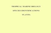 TROPICAL MARINE BIOLOGY SPECIES IDENTIFICATIONS PLANTS-