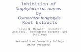 Inhibition of  Staphylococcus aureus by  Osmorhiza longistylis  Root Extracts