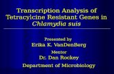 Transcription Analysis of Tetracylcine Resistant Genes in  Chlamydia suis