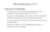Microtubules (17)