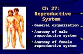 Ch 27:  Reproductive System