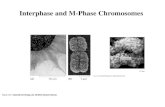 Interphase and M-Phase Chromosomes