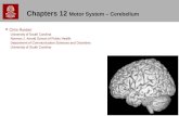 Chapters 12  Motor System – Cerebellum