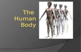 The  Human Body