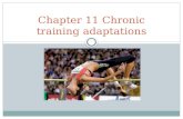 Chapter 11 Chronic training adaptations