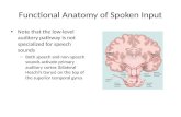 Functional Anatomy of Spoken Input