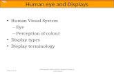 Human Visual System Eye Perception of colour Display types Display terminology