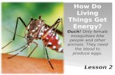 How Do Living Things Get Energy?