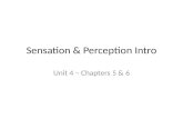 Sensation & Perception Intro