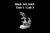 Bio& 241 A&P  Unit 1 / Lab 3