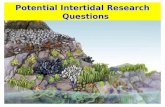 Potential Intertidal Research  Questions
