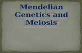 Mendelian  Genetics and Meiosis