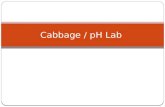 Cabbage / pH Lab