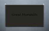 Great Hornbills