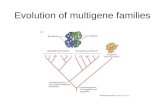 Evolution of multigene families
