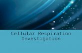 Cellular Respiration Investigation