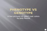 Phenotype  vs  Genotype