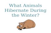 What Animals Hibernate During the Winter?