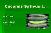 Cucumis Sativus L.