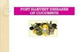 POST HARVEST DISEASES  OF CUCURBITS