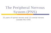 The Peripheral Nervous System (PNS)