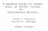 A Banding Study of Common Terns on Pettit Island, NJ:  Preliminary Results