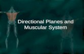 Directional Planes and Muscular System