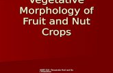 Vegetative Morphology of Fruit and Nut Crops