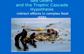Sea Otters  and the Trophic Cascade Hypothesis
