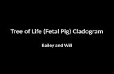 Tree of Life (Fetal Pig)  Cladogram