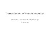 Transmission of Nerve Impulses