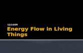Energy Flow in Living Things
