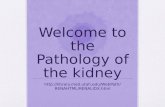 Welcome to the Pathology of the kidney