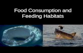 Food Consumption and Feeding Habitats