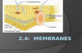 2.4:  Membranes