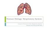 Human Biology: Respiratory System
