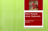 Red Maple  Acer  R ubrum