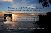 Marketing Mud: An Analysis of Carbon Sequestration in Ecuadorian Mangroves