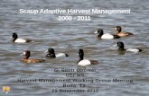 Scaup Adaptive Harvest Management  2008 - 2011
