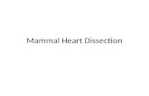 Mammal Heart Dissection